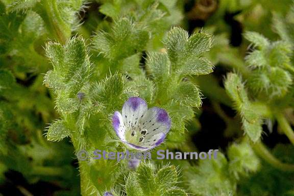 nemophila pedunculata 5 graphic